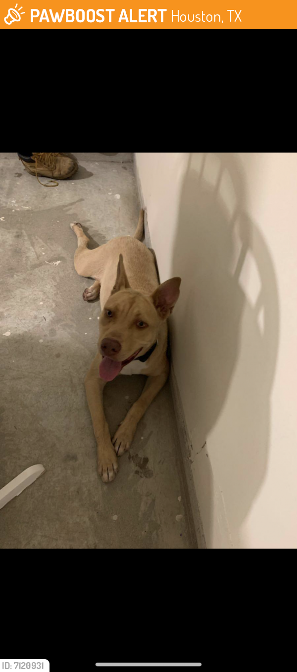 Found/Stray Unknown Dog last seen coventry park dr, Houston, TX 77084