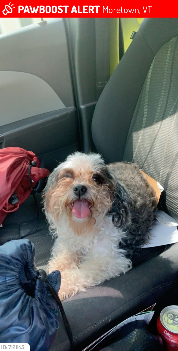 Lost Female Dog last seen We live by more town store , Moretown, VT 05660