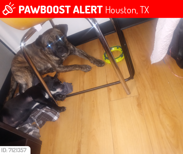 Lost Male Dog last seen Near w and tc jester, Houston, TX 77008