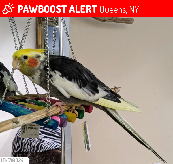 Lost Male Bird last seen 119th Avenue and 146th Street, Queens, NY 11436