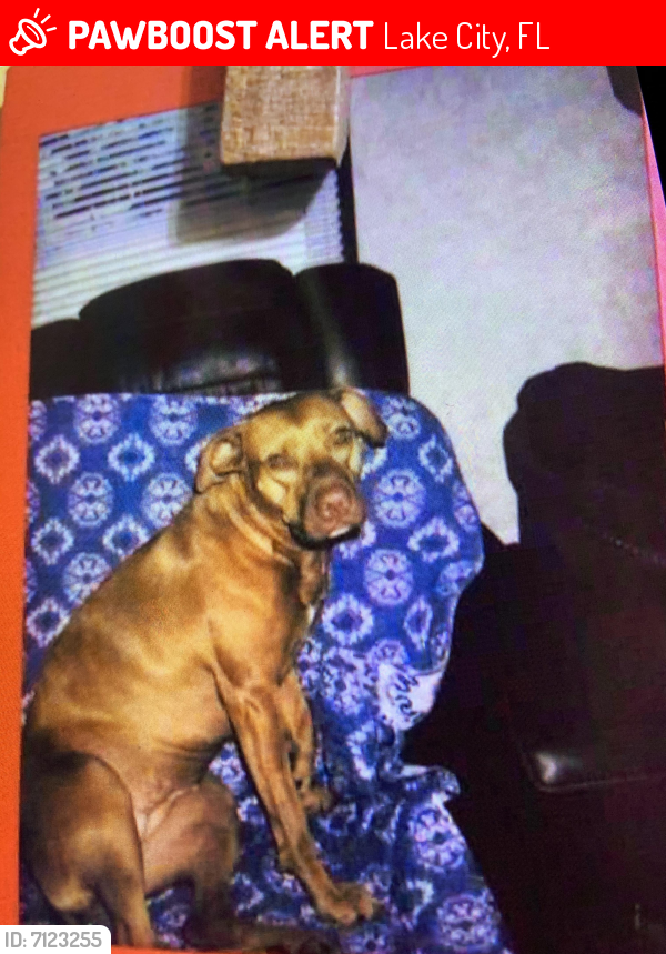 Lost Female Dog last seen Pine mount and Riddle Lane, Lake City, Fla, Lake City, FL 32024