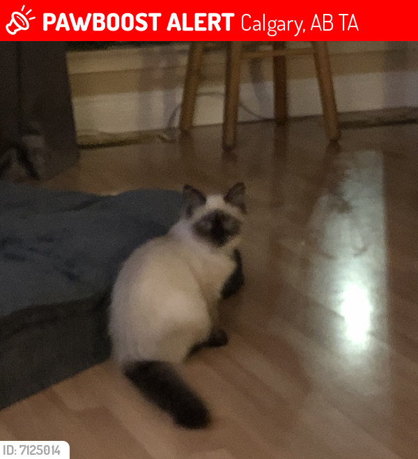 Lost Female Cat last seen Memorial and 47  NE, Calgary, AB T2A