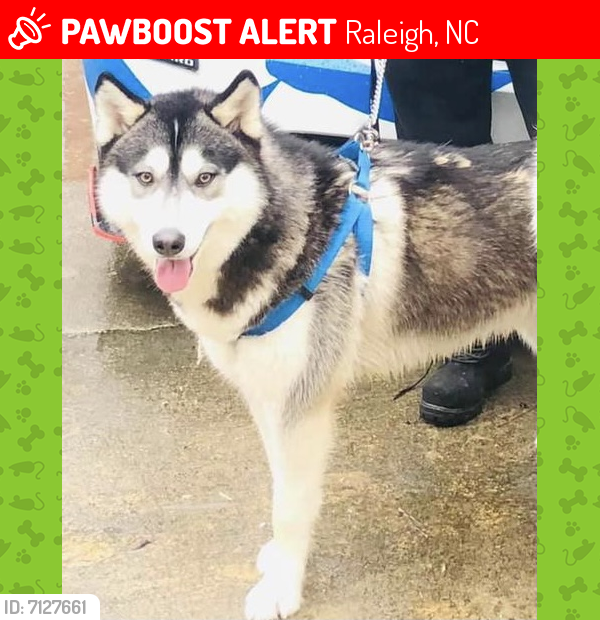 Lost Male Dog in Raleigh, NC 27604 Named Skyser (ID 7127661) PawBoost