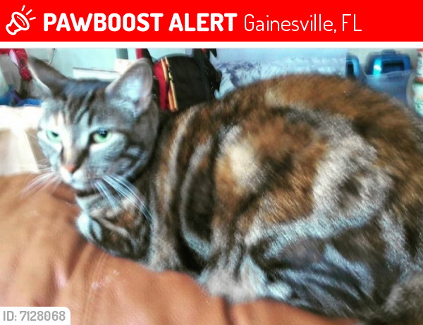 Lost Female Cat last seen Blues creek the garden, near NW 43rd street , Gainesville, FL 32653