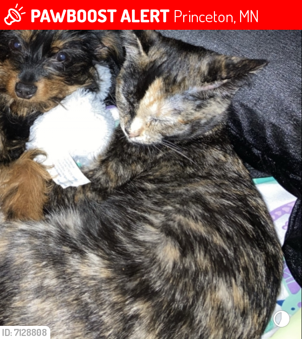 Lost Female Cat last seen Highway 95 Princeton mn , Princeton, MN 55371