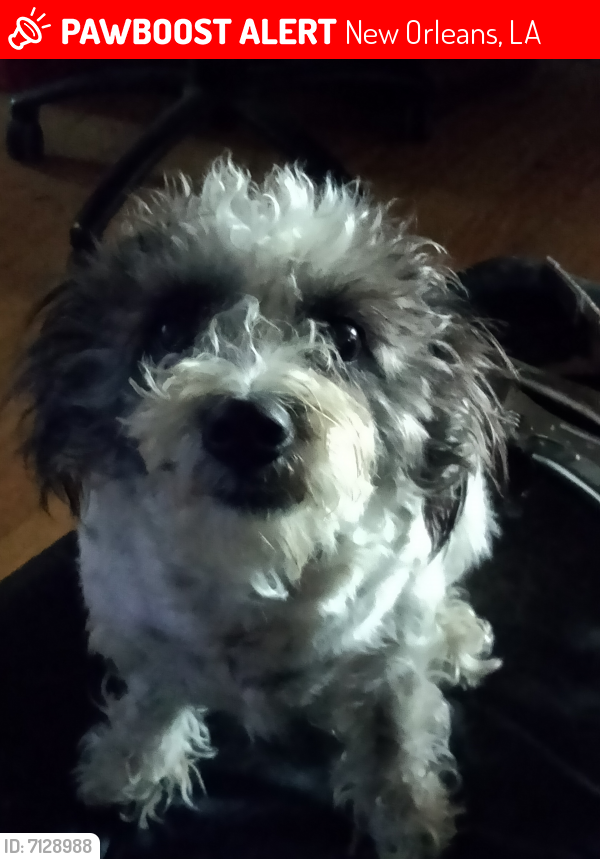 Lost Female Dog last seen Feliciana / Benefit, New Orleans, LA 70126