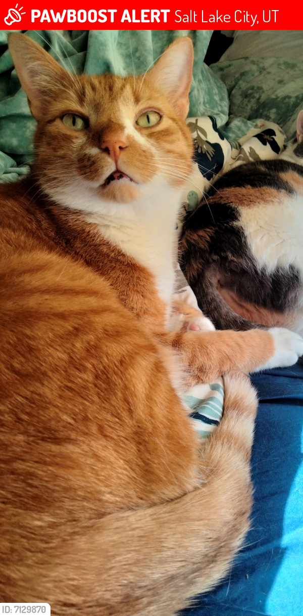 Lost And Found Pets Salt Lake City