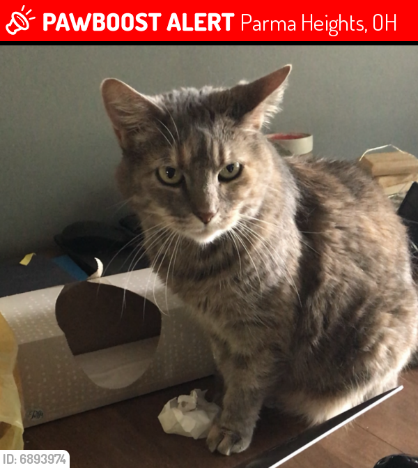 Lost Female Cat last seen Corner of Mariana Drive and Rosslyn, Parma Heights, OH 44130