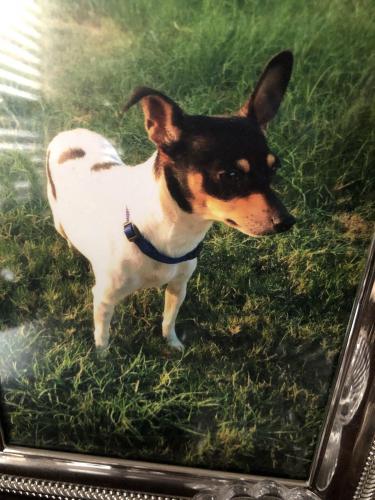 Lost Female Dog last seen Broken Feather Trl, Pflugerville, TX 78660