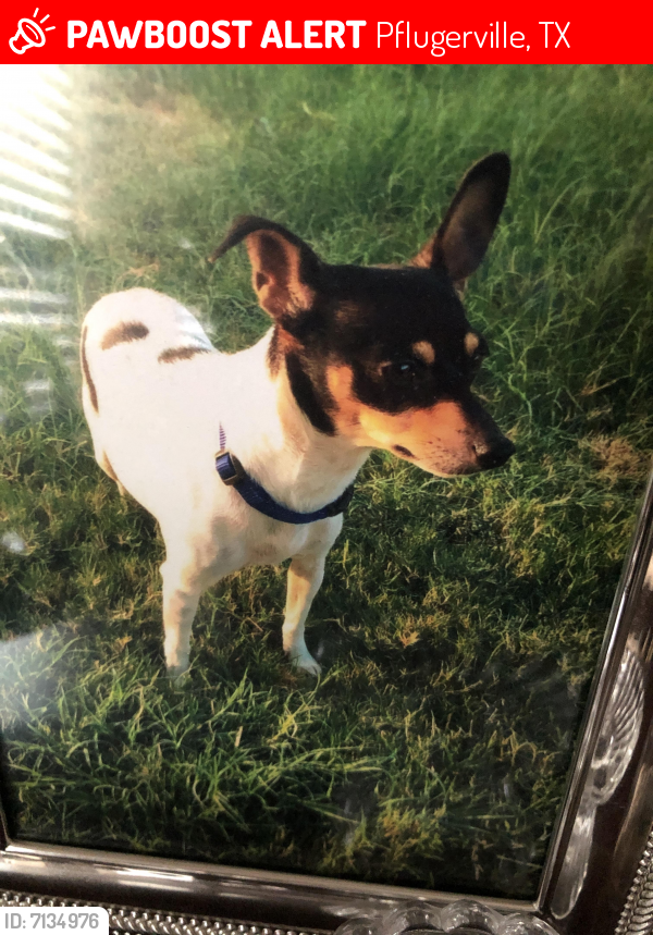 Lost Female Dog last seen Broken Feather Trl, Pflugerville, TX 78660