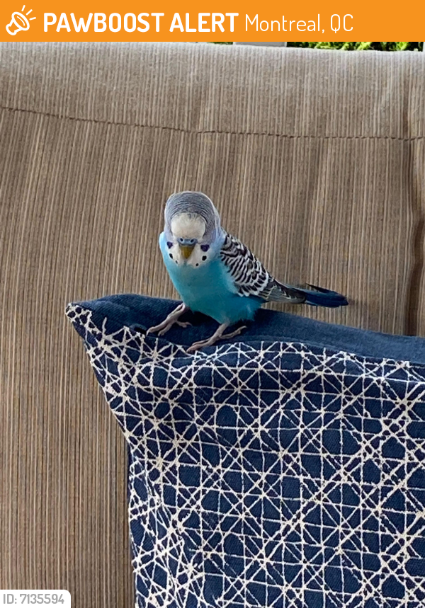 Rehomed Unknown Bird last seen Lacordaire, Montreal, QC 