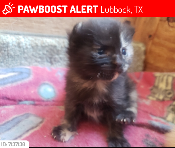 Lost Female Cat last seen Ave. V., Lubbock, TX 79411
