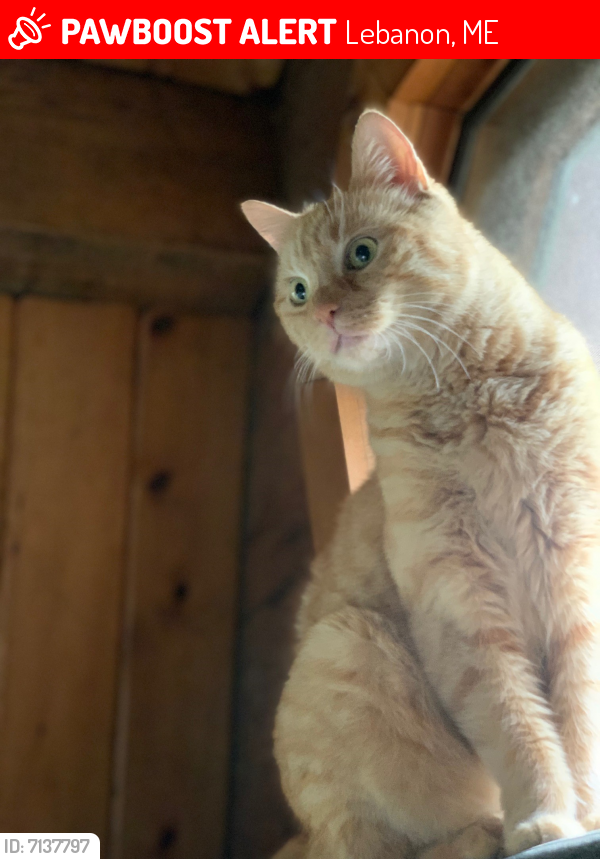 Lost Female Cat in Lebanon, ME 04027 Named Bella (ID 7137797) PawBoost