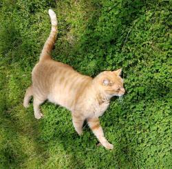 Lost Male Cat last seen Near Bollinger Rd., Littlestown, PA 17340