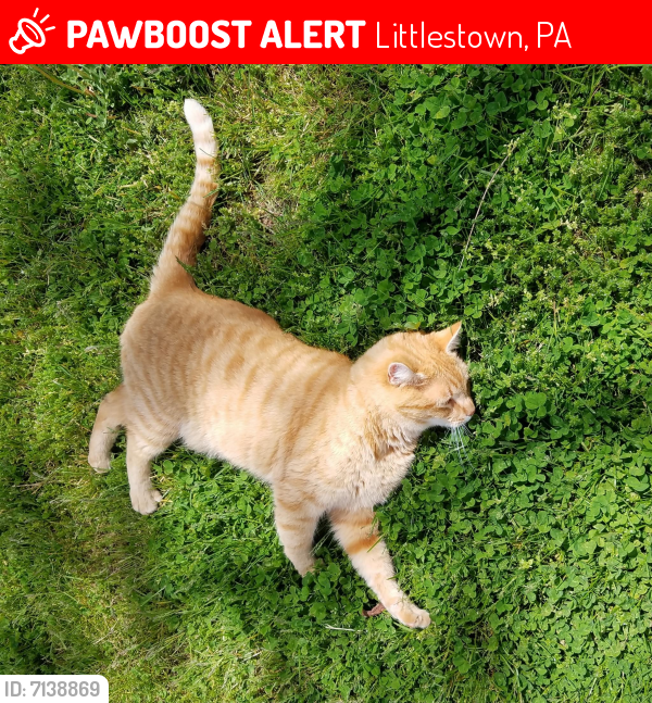 Lost Male Cat last seen Near Bollinger Rd., Littlestown, PA 17340