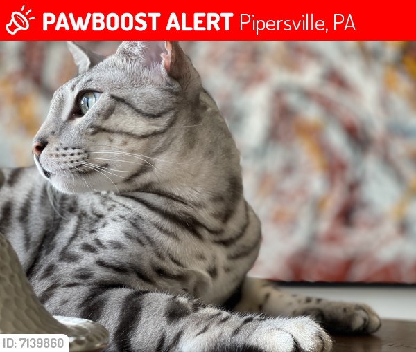 Lost Male Cat last seen Ralph Stover, Pipersville, PA 18947