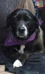 Reunited Female Dog last seen Near 17th St, San Francisco, CA 94103, San Francisco, CA 94103