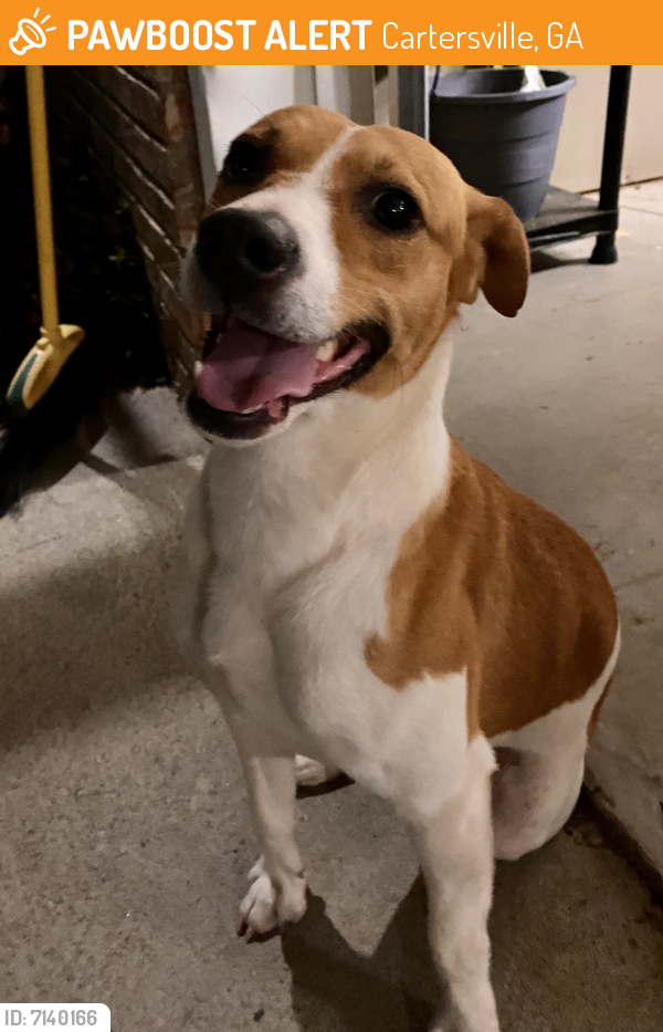 Surrendered Male Dog In Cartersville GA 30120 ID 7140166 PawBoost