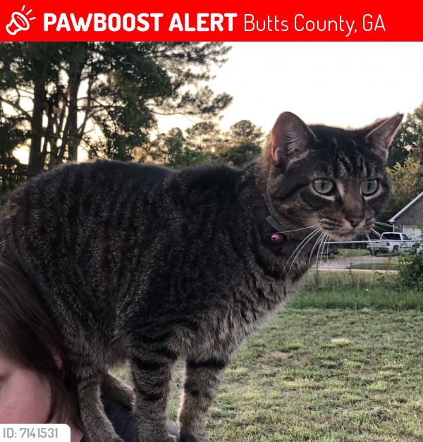 Lost Female Cat last seen Jackson Lake Road, Butts County, GA 30233