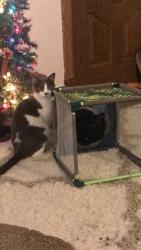 Reunited Male Cat last seen Near Overton Dr, St. Louis, MO 63123, USA, St. Louis, MO 63123