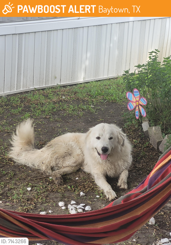 Found/Stray Male Dog last seen Wade rd, Baytown, TX 77521