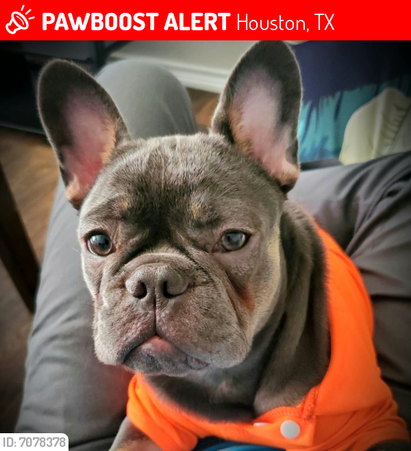 Lost Unknown Dog last seen GABY VIRBO DR , Houston, TX 77083