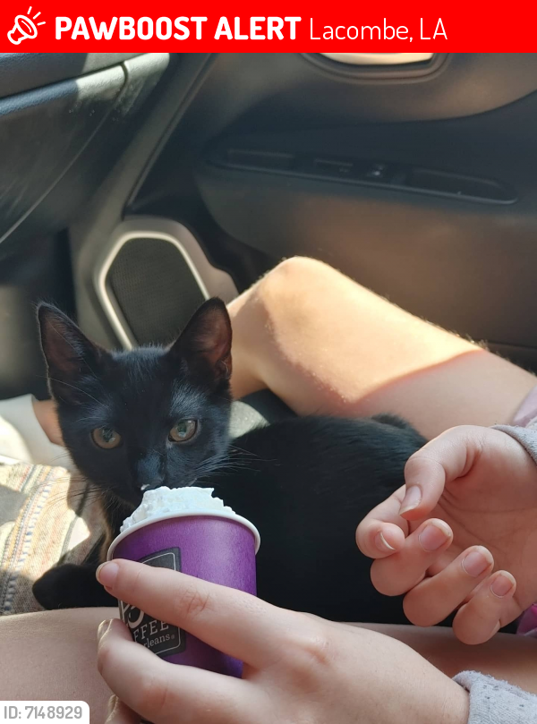 Lost Male Cat last seen Guillory St Big Branch, Lacombe, LA 70445