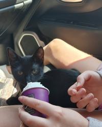 Lost Male Cat last seen Guillory St Big Branch, Lacombe, LA 70445