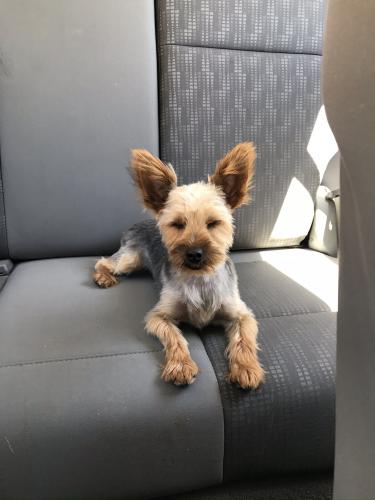 Lost Male Dog last seen Central States Fairgrounds , Rapid City, SD 57702