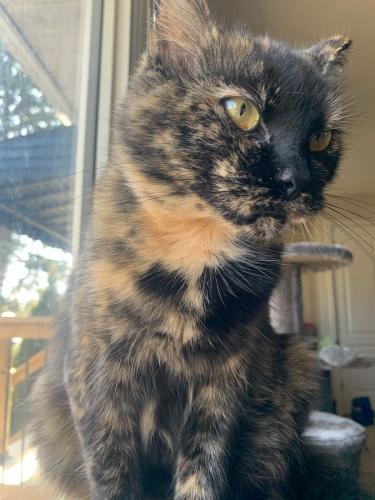 Lost Female Cat last seen Highbury Avenue North and Twelve Mile Road, Bryanston, Middlesex Centre, ON N0M 2A0