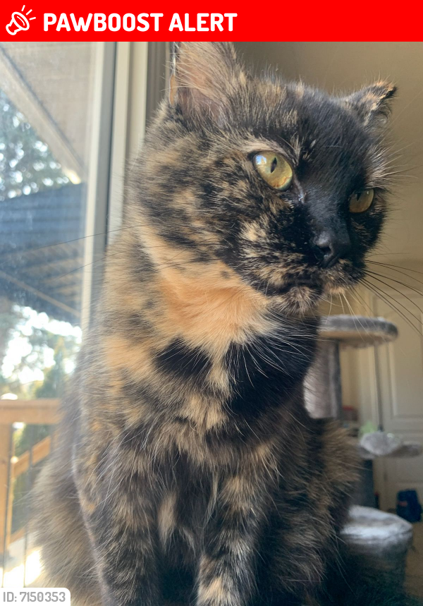 Lost Female Cat last seen Highbury Avenue North and Twelve Mile Road, Bryanston, Middlesex Centre, ON N0M 2A0
