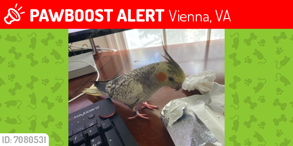 Lost Female Bird last seen orchard  st and lewis street, Vienna, VA 22180