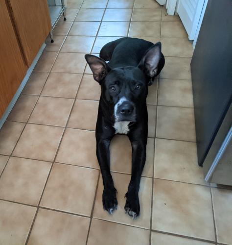 Found/Stray Female Dog last seen Evendale , Mountain View, CA 94043
