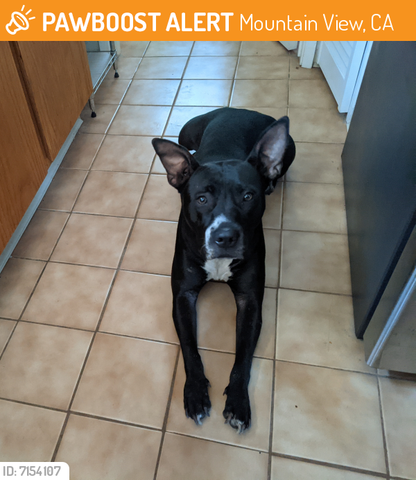 Rehomed Female Dog last seen Evendale , Mountain View, CA 94043
