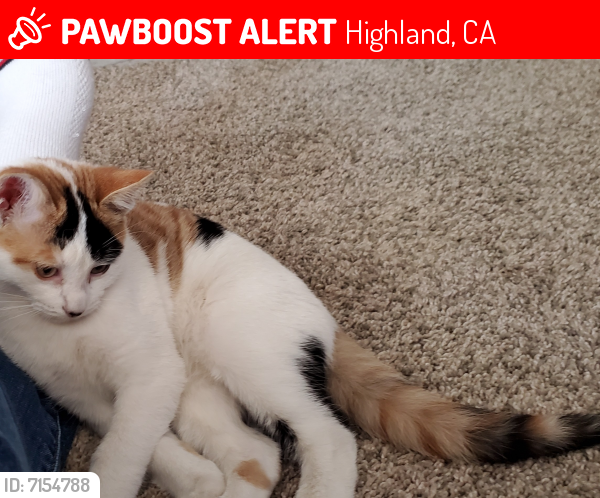 Lost Female Cat last seen Fire oak dr and waters st, Highland, CA 92346