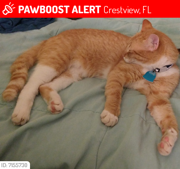 Lost Male Cat last seen Near Jacob Dr. Crestview FL 32536, Crestview, FL 32536