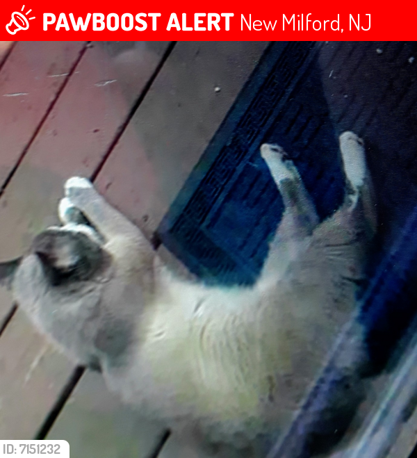 Lost Male Cat last seen Near Prospect ave New ord NJ 07646, New Milford, NJ 07646