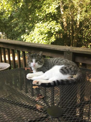 Lost Male Cat last seen Fairview Rd., Hallonville Rd., Brooks, GA 30205