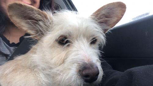 Lost Female Dog last seen Harbor Rd & Leeward, Albuquerque, NM 87121