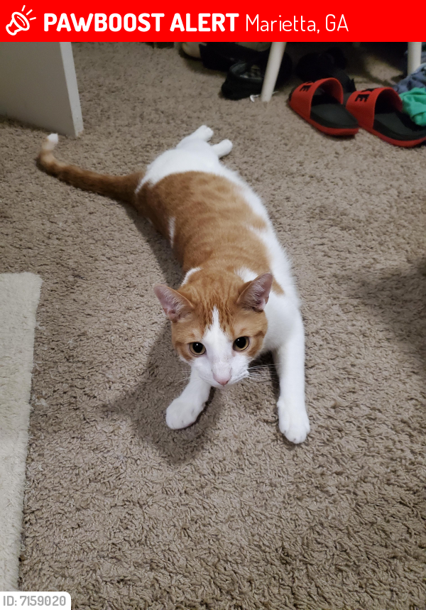 Lost Male Cat in Marietta, GA 30062 Named Mixon (ID: 7159020) | PawBoost