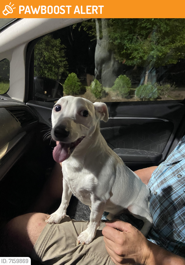 Rehomed Male Dog last seen Lake Julian , Buncombe County, NC 28704