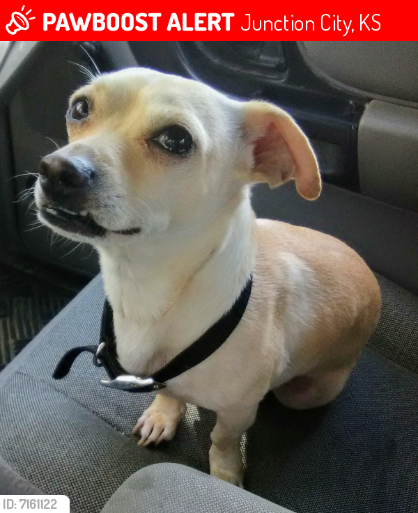 Lost Male Dog last seen Near Speer Dr, Junction City, KS 66441