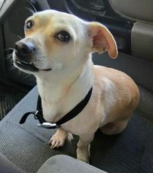 Lost Male Dog last seen Near Speer Dr, Junction City, KS 66441