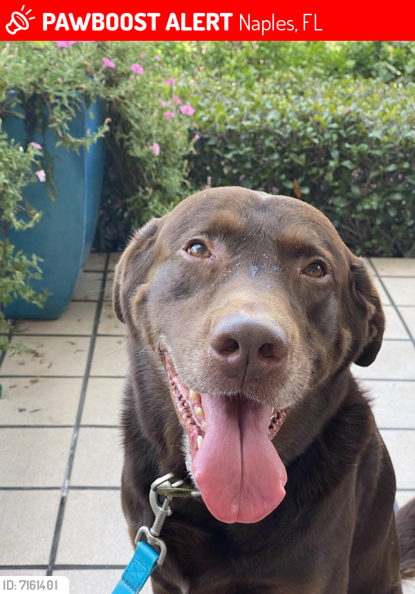 Lost Male Dog last seen Keewaydin Island, Naples, FL 34102