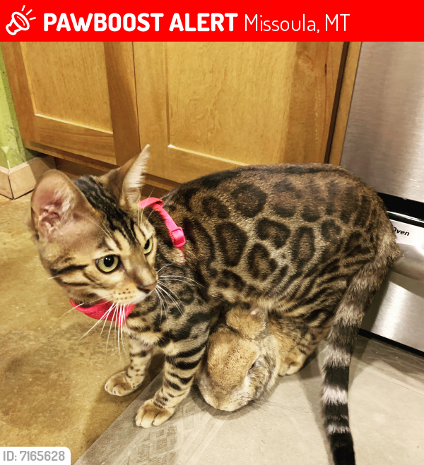 Lost Female Cat last seen West Sussex and Lester , Missoula, MT 59801