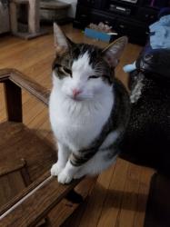 Lost Male Cat last seen Hyw H & 88th st, Pleasant Prairie, WI 53158