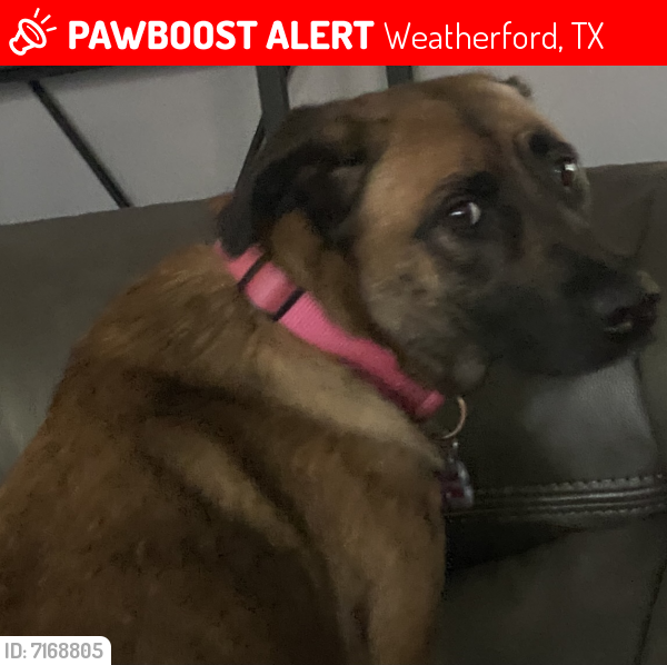 Lost Female Dog last seen Soldier Spring Park, Weatherford, TX 76086