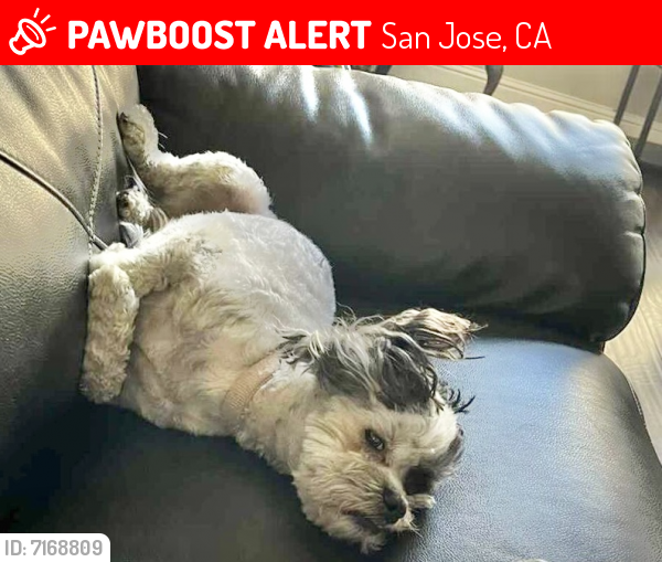 Lost Male Dog last seen Olinder elementary school, Roosevelt community center, San Jose, CA 95116