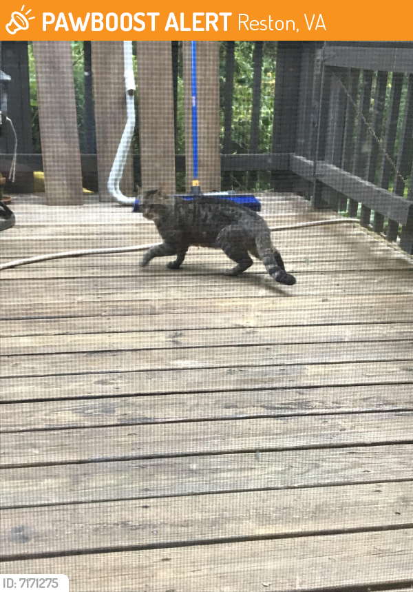Found/Stray Unknown Cat last seen North Shore & Wiehle, Reston, VA 20190