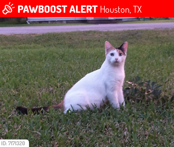 Lost Female Cat last seen Gustine Lane, Houston, TX 77031